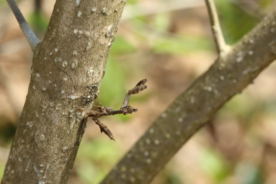 701A2361サツマヒメカマキリ幼虫.JPG