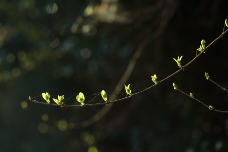 701A2477マルバウツギ芽生え.JPG