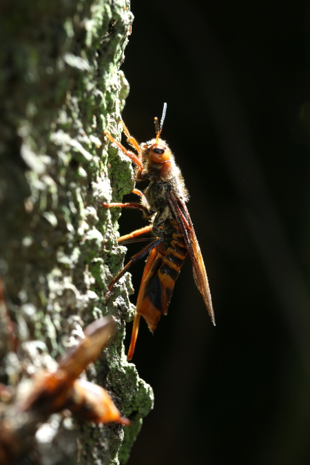 701A4058キマダラヒラアシキバチ産卵.JPG