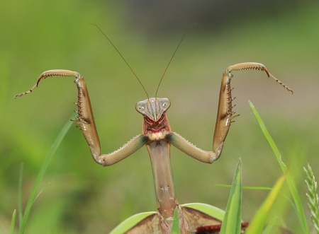 B_005623オオカマキリ大きな口.JPG