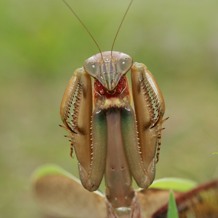 B_005626オオカマキリ.JPG