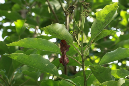 B_005801発見当初のカレハガつがい.JPG