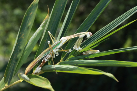 B_005951オオカマキリかび.JPG