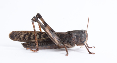 黒色 トノサマバッタ 標本用 貴重 31ThOqusdxL.jpg_BO30,255,255,