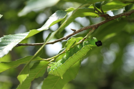 IMG_1949ウスタビガ幼虫.JPG