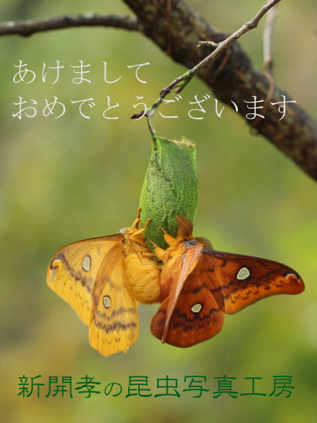 IMG_2370WEB年賀.JPG