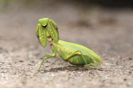 IMG_9050ハラビロカマキリ♀威嚇.JPG