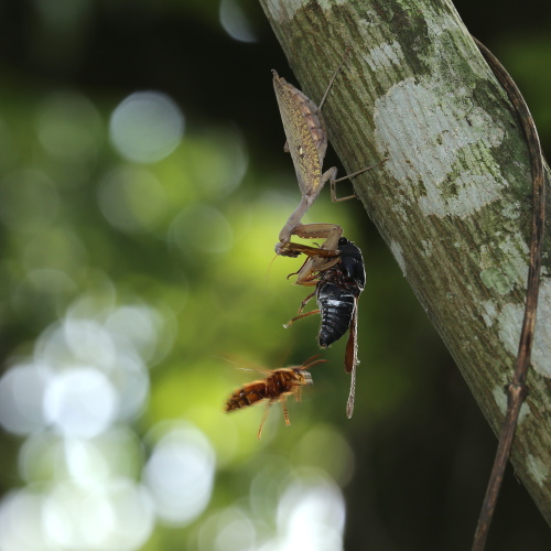 IMG_9494ハラビロカマキリ.JPG