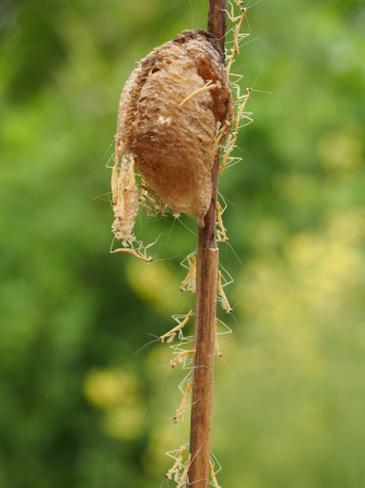 P4300314オオカマキリ孵化.jpg