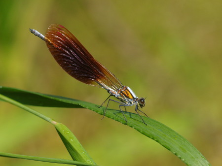 http://www.shinkai.info/himuka_blog/W20693973.jpg
