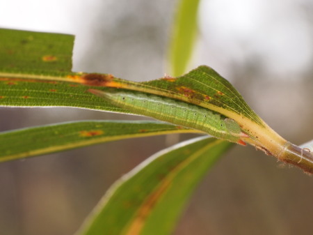 XA097051クロヒカゲ越冬幼虫.jpg