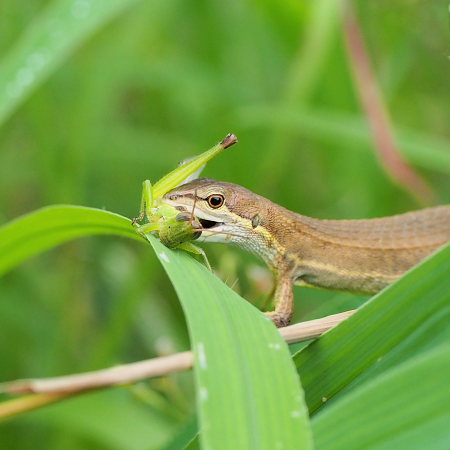 Z8210629カナヘビの狩り.JPG