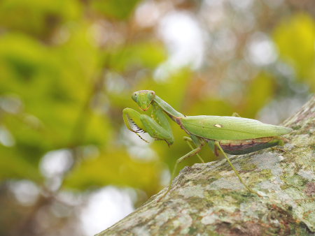 ZB266175ハラビロカマキリ.JPG