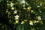 アブラギリの花15A_4253.JPG