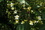アブラギリの花15A_4253.JPG