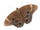 クロヒカゲ701A1048.JPG