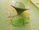 オオツノIMG_7251.JPG