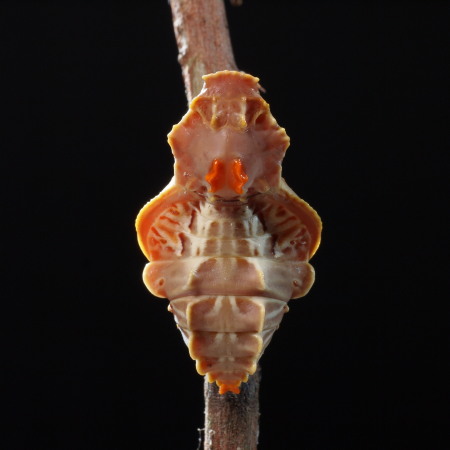 一輪の菊と、近寄る昆虫