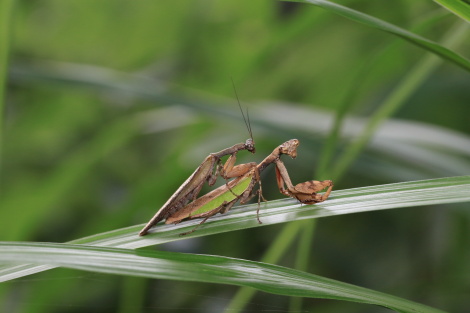 昆虫女王メスキング オオカマキリ フロントチョーク - メルカリ