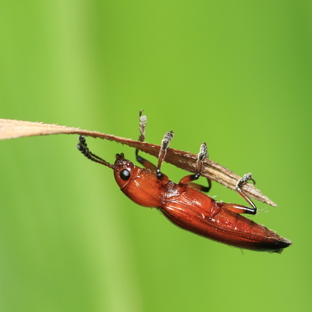 昆虫標本ニホンミツバチ1万匹ほど35度焼酎漬け25年5月