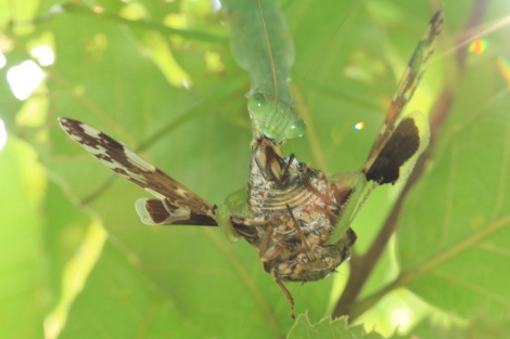 昆虫女王メスキング オオカマキリ フロントチョーク - メルカリ