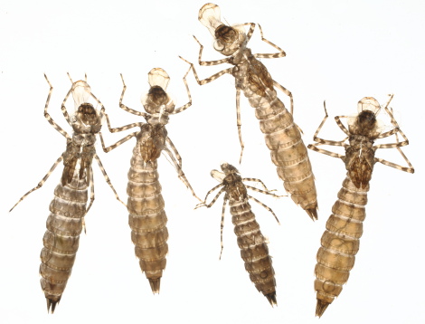 ヤゴの抜け殻標本 aiai生物部 on X: 