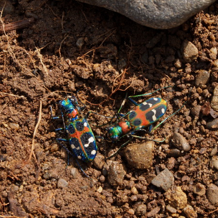 昆虫標本ニホンミツバチ1万匹ほど35度焼酎漬け25年5月